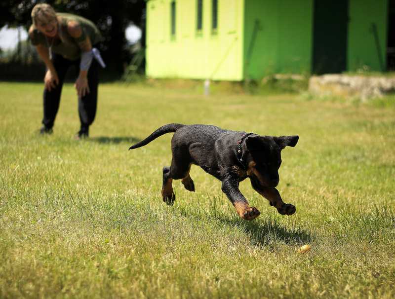 Rottweiler puppy runs in grass