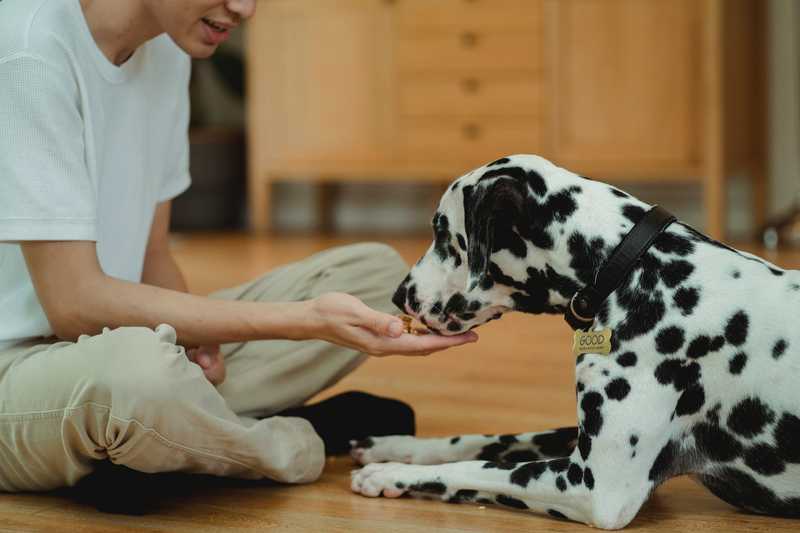 Man feeds a dalmatian from the palm of his hand