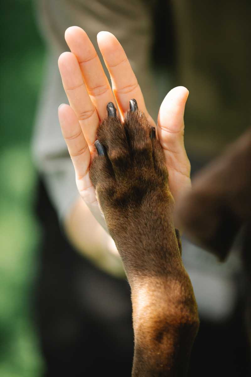 Brown dog paw touches white woman's hand in a high-five position 